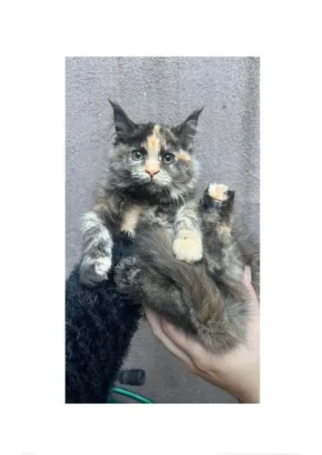 Gato Maine coon _ gato gigante _ cor escaminha _ puros