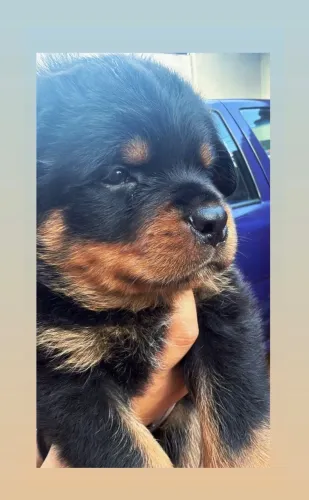 FILHOTE DE ROTWEILLER PAIS COM PEDIGREE