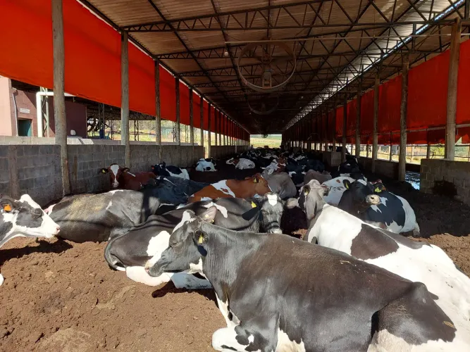 Composto Orgânico Esterco Bovino