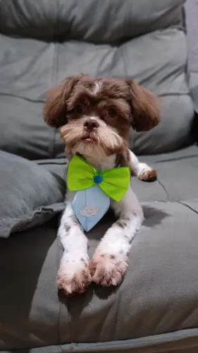 Shih Tzu Macho - 5 Meses | Lindo, Dócil.<br>