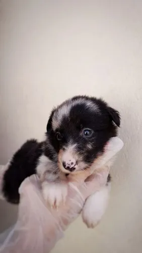 Filhote de Border Collie