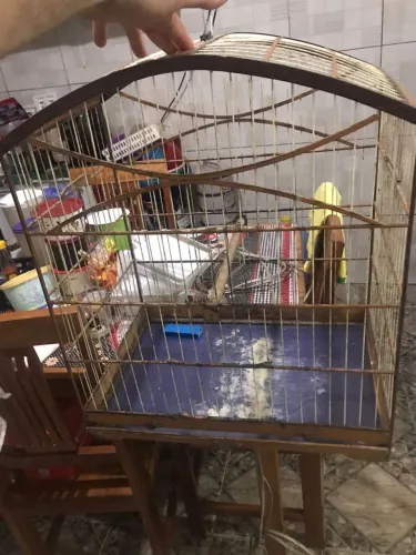 Gaiola de passarinho 