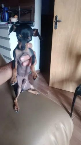 Estou vendendo um cachorro pinscher
