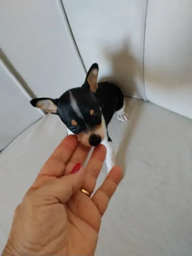 Lindos filhotes de pinscher macho para tem bom gosto