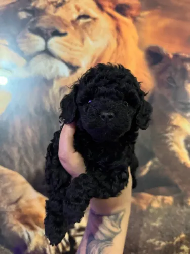 Poodle Toy temos filhotes a pronta entrega vacinados