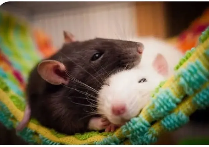 Ratos / Ratinhos Twisters p/ Pet ou Alimentação