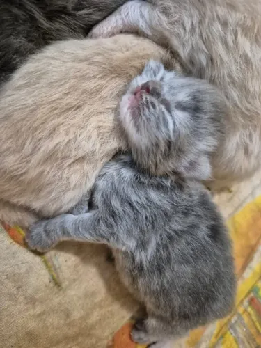 ? Lindos Gatinhos da raça Persas à Venda! ?