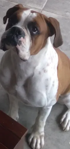 Vendo filhotes de cachorro da raça Boxer