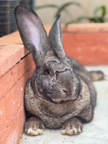 Coelho Gigante Alemão