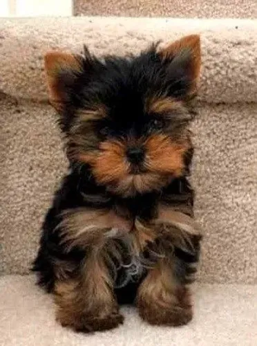 Yorkshire Um dog que só quer te amar todos os dias