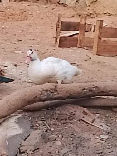 Filhote de pato canoa 