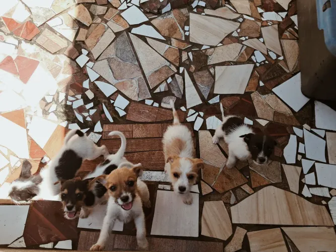 Doação de filhotes de cachorro