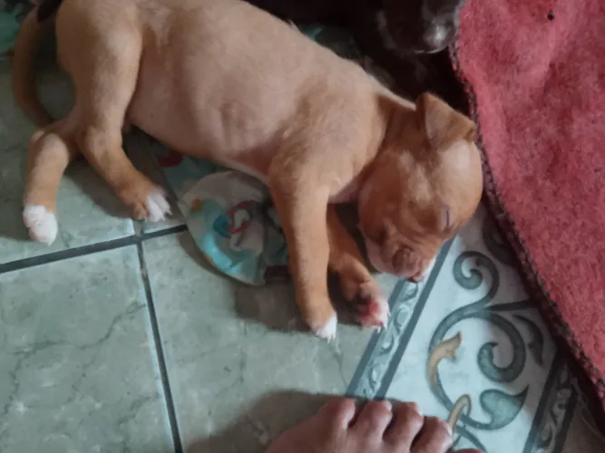 Vende-se filhote de Pit Bull