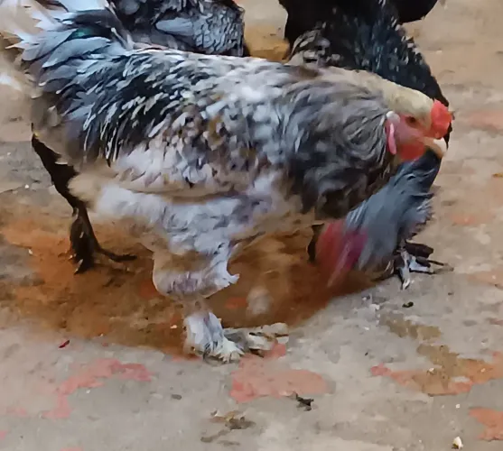 Casal de Galinhas BRAHMA PRA VENDER LOGO