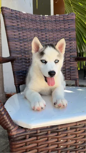 Husky  