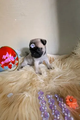Pug fêmea única minuscula