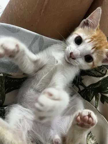 gato para adoção