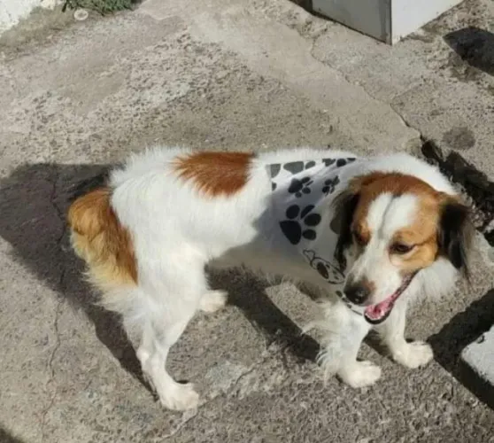 Cachorro para adoção