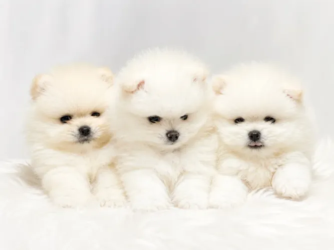 Sptiz Alemão (Lulu da Pomerania)