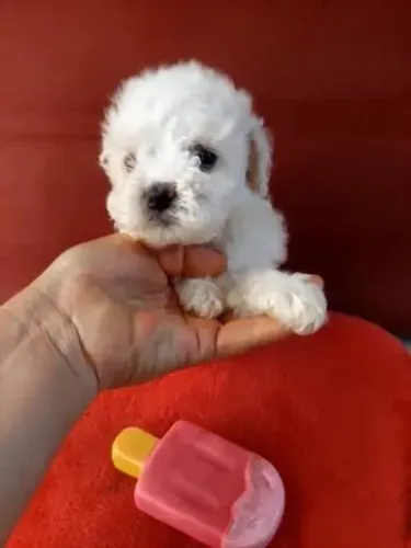 Poodle toy