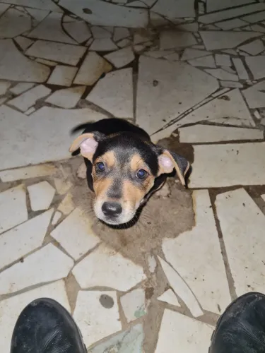 Doa se cachorros pequenos
