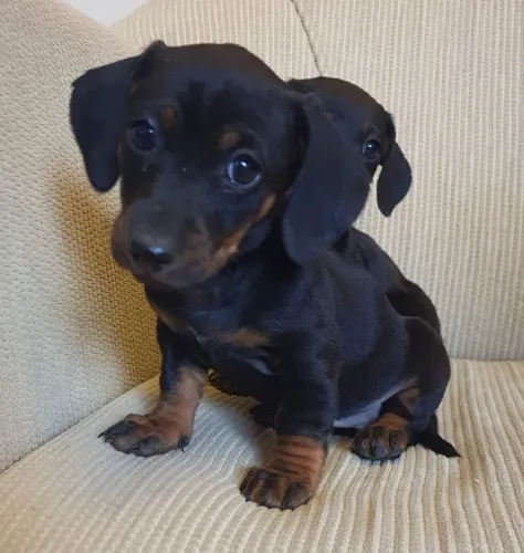 Dachshund, Basset, Salsichinha, Teckel, Linguicinha, Mofadinho, Arlequim Filhote
