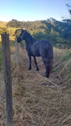Vendo Cavalo Inteiro. Rio Bonito RJ