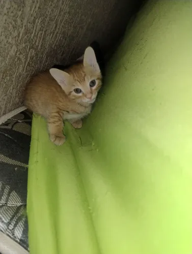 Doação de gatinhos laranja