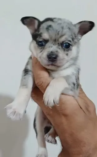 Aqui sua linda bb de Chihuahua!!!!
