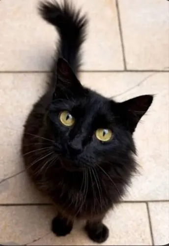 Gata negativa fiv e felv castrada