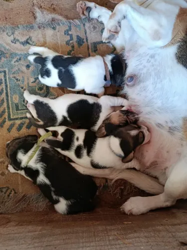 Macho e femias de beagle pra reserva