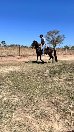 Cavalo mangalarga barato