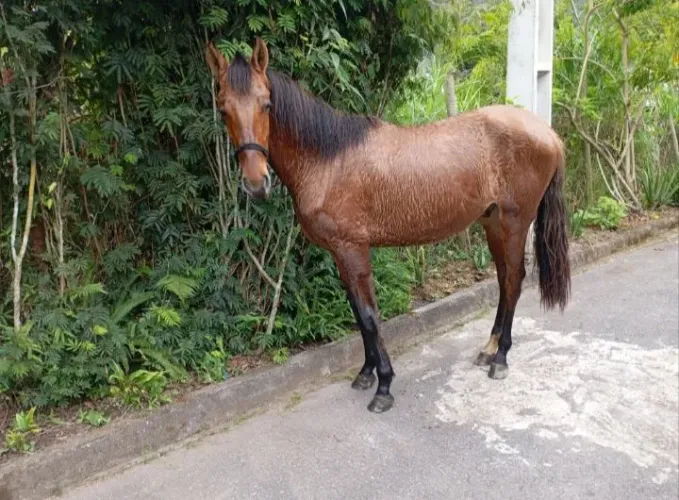 Vende-se potro bisneto do fator pai dele tem várias pista ganha