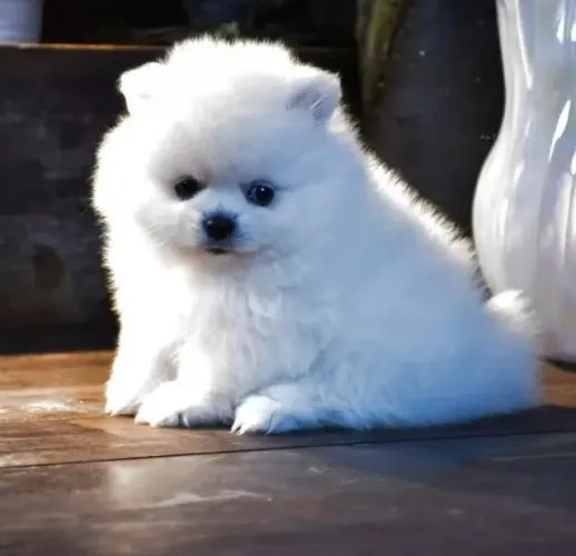 Filhote de cachorro spitz alemão/lulu da pomerânia dócil e saudável