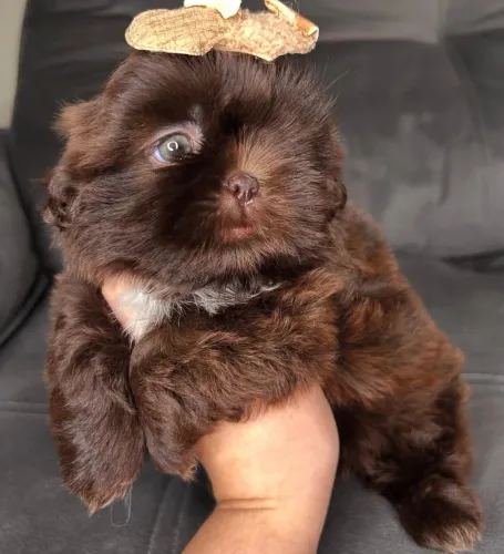 Shih tzu micro exóticos fêmea e macho
