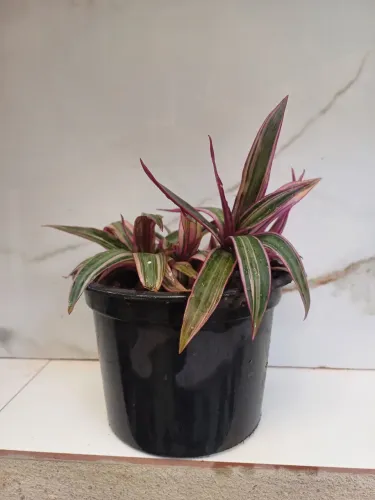 planta abacaxi roxo
