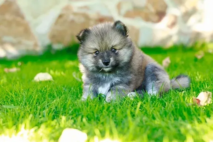 Filhote de Spitz Alemão Para Deixar Seu Lar Mais Encantador