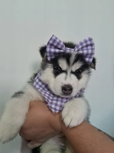 Filhote Husky siberiano Fêmea
