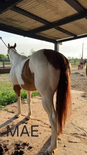 Égua Paint Horse 