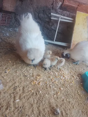 Pintinhos