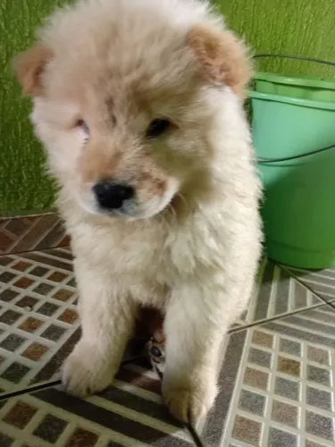 Filhotes Chow Chow