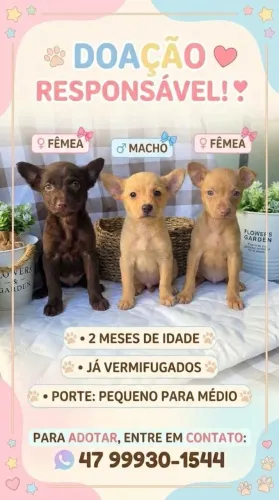 Adoção responsável