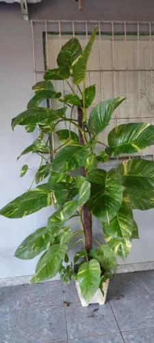 Um vaso de planta