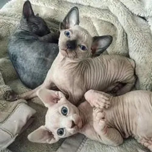 Sphynx Machos e Femeas
