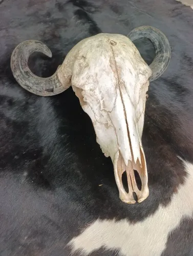 Cabeça Gir