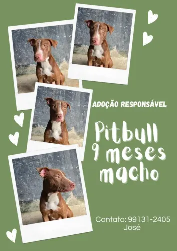 Estamos doando esse pitbull. Ele tem aproximadamente 10 meses. Cel *: