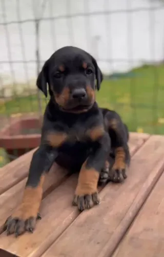 Doberman - PEDIGREE CBKC