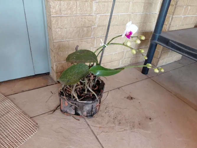 orquídeas vendo  no vaso com botões. 