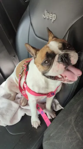 Bulldog francês fêmea 