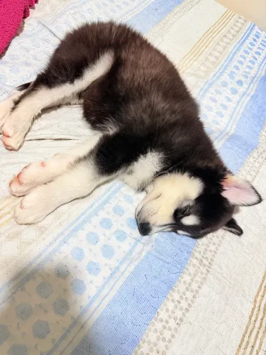 Husky Siberiano